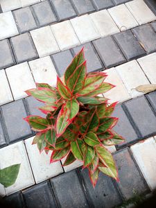 10 Live Root Plants