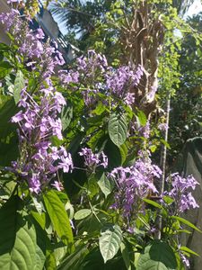 Live Flower  Plant