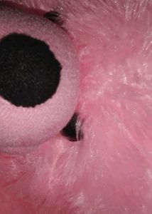Teddy 🧸
