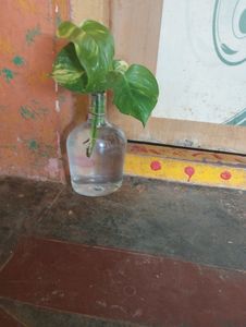 Money Plant  Original With Glass Bottles Any 1 Only