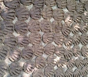 Homemade COW DUNG 30Pic