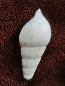 White Seashell 100/150 Year Old.