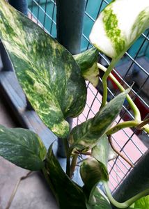 Lucky Money Plant Pothos For Home Decor