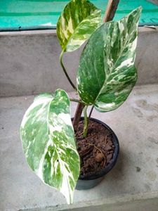 Indoor And Varigated Plants Combo