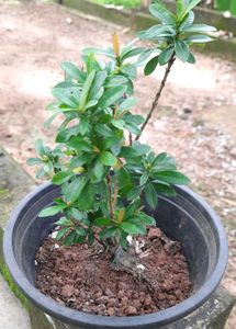 Red Ixora (West Indian jasmine plant)