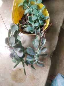 Live Full Pot Kalanchoi Plant With Root