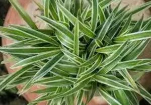 Spider Plan For Indoor Best With Pot