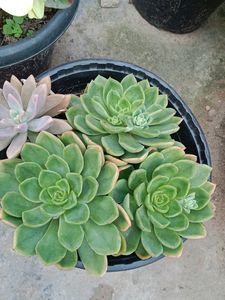 3 Big Size Succulents