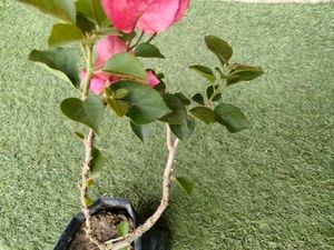 Bourgainvilleas Combo