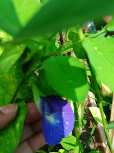 Blue Aparajita Flower Seeds