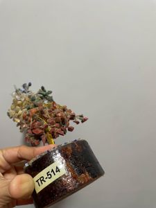 Show Piece