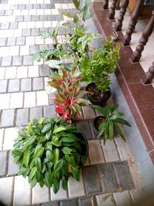 10 Live root plants