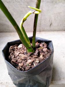 Assorted Houseplant Bundle