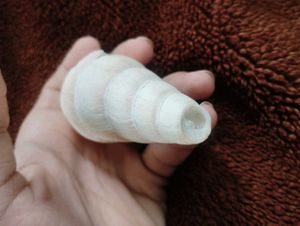 White Seashell 100/150 Year Old.