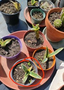 2 Combo Beby Agave Plant Sale