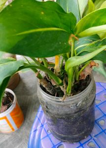 Live dieffenbachia for sale