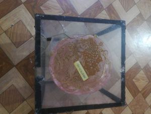 Elegant Fairy Showpiece in a Glass Display Box.