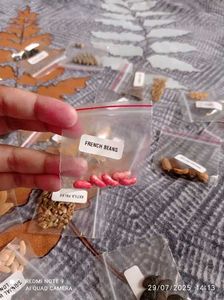 Vegetable Seeds