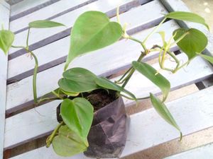Indoor Plant Variety Pack