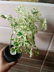 Varigated Aralia With Pot