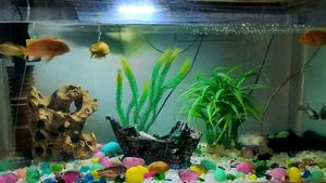 Big Size Aquarium