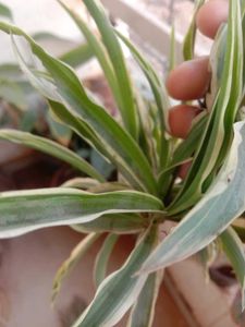 Plant Combo Offer