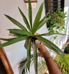 3 Set Beautiful Plants