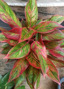 Natural Plants For Sale .