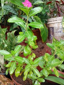 Pink Periwinkle Plant