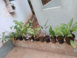 10 Plants
