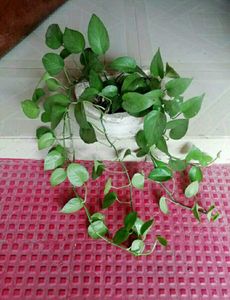 Evergreen Money Plant 🌵