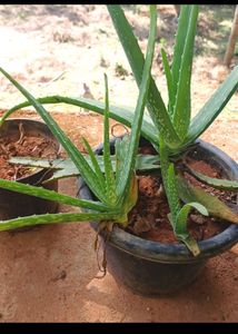 2 Alovera Plant