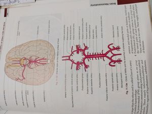 BD Chaurasia&#39;s HUMAN ANATOMY Volumes (1,2,3,4)