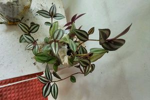 Set 2 Nevenever &amp; Zabronic Plants🌵