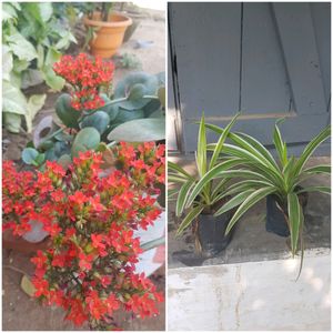 Combo(2spider Plant+calanchoe)