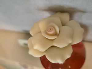 D&amp;G Rose 🌹 💐