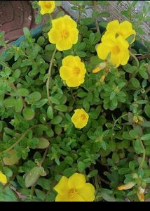 Combo 10 VarietyMoss Rose And 9"O Clock Live Plant