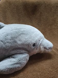 DOLPHIN - Good Size