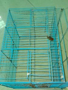 Blue Bird Cage