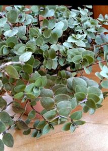Calisia Repens Cutting 10