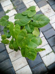 10 Live Root Plants