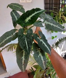 3 Set. Syngonium &amp; Callisia &amp; Zebronics Plants🪴