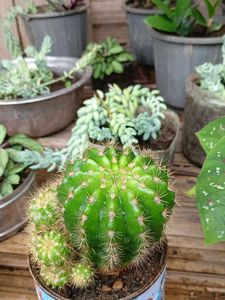 Cactus Plant