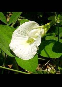 bulk deal 3k+ seeds combo aprajita