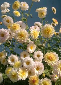 Chrysanthemum Plants With Roots  Multicolour