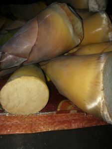 Fresh Bamboo Shoot