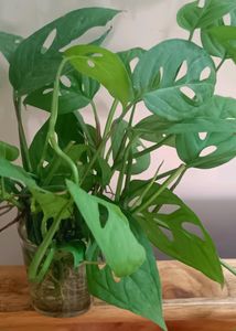 3 Broken Heart Or Cheese Plant 6-7 Inches  Plants