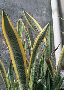 Snake Plant 🎉