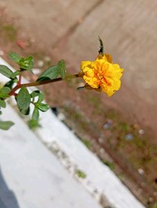 combo of Moss Rose Plant