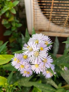 Daisy. Real Plants. 2 Small Saplings